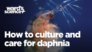 Caring and Culturing for Daphnia [upl. by Ybeloc]