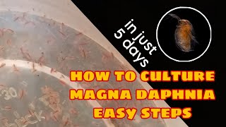 How to Culture Magna Daphnia Easily [upl. by Ahsikam38]