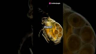 How to culture Daphnia for your Aquarium [upl. by Ahtelra]