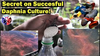 How to Culture Daphnia Successfully [upl. by Aeki]