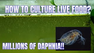 How to Culture Daphnia Secret Method to Breed MILLIONS  Simply Aquatic [upl. by Isabelle161]