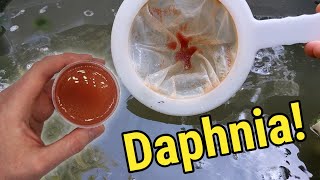 How I Culture Daphnia In Outdoor Tubs [upl. by Kay798]