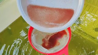 How to culture daphnia  Daphnia culture  How to grow daphnia outdoor [upl. by Wylde]