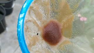 How to culture daphnia moina in a small container Part 1 English Subtitle [upl. by Airemaj]