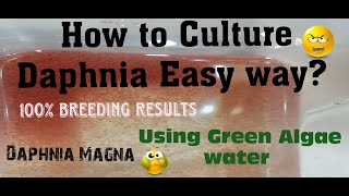 Daphnia MagnaHow to Culture Daphnia Easy wayCulturing Daphnia using Green water Daphnia [upl. by Louella]