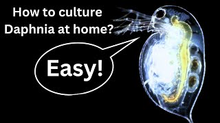 BEST Live Fish Food Beginner guide How to Culture Daphnia at home [upl. by Ardnuassac]