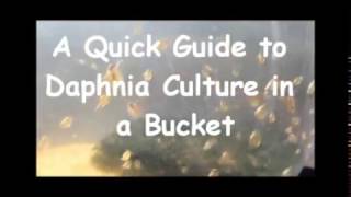 How to culture daphnia outside [upl. by Cedar797]