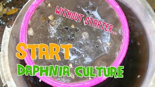 How to culture daphnia moina the easy way 1  Starting the Daphnia culture [upl. by Otrevlig433]