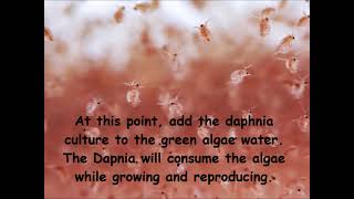 Daphnia  How to grow daphnia in your home [upl. by Yarod231]