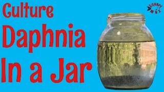 How to Culture Daphnia in a Jar [upl. by Noakes687]