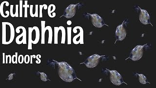 How to Culture Daphnia [upl. by Dotson]