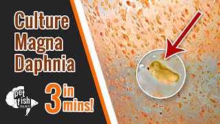 How to culture DAPHNIA MAGNA  The easy way [upl. by Aimek]