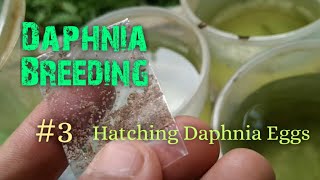 Daphnia Culture made simple and easy 3  Hatching Daphnia eggs [upl. by Urbannal]