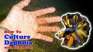 How to Culture Daphnia with ZERO Cost  Unlimited Live Food For Our Fish [upl. by Akihsal]