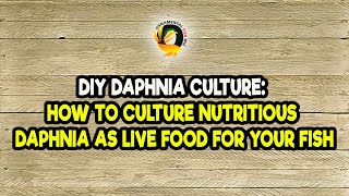 DIY Daphnia Culture How to Culture Nutritious Daphnia as Live Food for Your Fish [upl. by Moth]