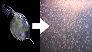 How I Culture Daphnia [upl. by Grover]