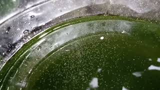 DAPHNIA MOINA CULTURE IN A SMALL BUCKET [upl. by Oikim]