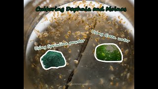 How To Culture Daphnia and Moinas using Green Water Spirulina powder [upl. by Anev463]