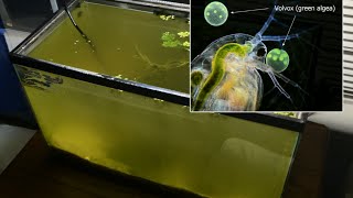 Raising Daphnia for the Freshwater Aquarium [upl. by Scevo]