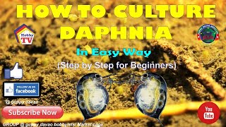 HOW TO CULTURE DAPHNIA In Easy Way [upl. by Pentheas]